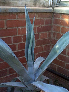 Agave americana